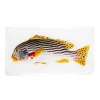 Décoration murale Poisson gaterin sur fond blanc - 35 cm x 20 cm