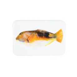 Décoration murale Poisson-Perroquet Orange - 29 x 20 cm